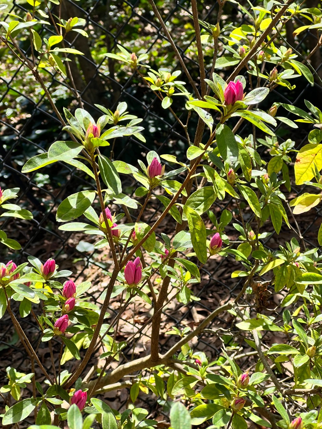 early spring garden&nbsp;tour